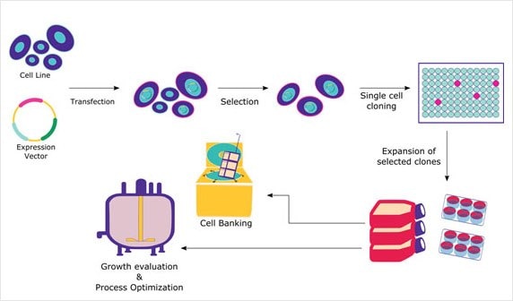 Recombinant Protein Expression in Mammalian Cells