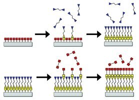 Process of sequential reactions during atomic layer chemical vapor deposition (ALCVD).