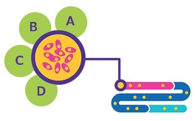 Infographic of BioReliance® cell line development services during pre-clinical phase of new drug investigation