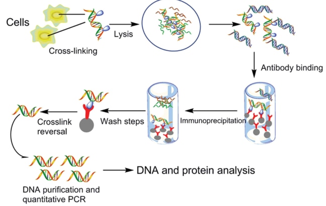 Schematic representation of a scientific process involving cells and DNA-protein interactions. The top left shows yellow shapes labeled ‘Cells’ undergoing ‘Cross-linking’ and ‘Lysis,’ resulting in a mixture of proteins and DNA. This mixture then goes through ‘Antibody binding.’ The subsequent steps include ‘Crosslink reversal,’ several ‘Wash steps,’ and immunoprecipitation. Finally, the bottom sequence depicts ‘DNA purification and quantitative PCR,’ indicating analysis of DNA and protein.