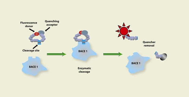 Diagram illustrating enzymatic cleavage involving BACE 1 and fluorescence quenching. Three stages are depicted: (1) Fluorescence donor connected to quenching acceptor, (2) enzymatic cleavage by BACE 1, and (3) increased fluorescence due to quencher removal.