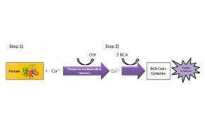 This image has a flow diagram illustrating a chemical reaction involving a protein and other compounds.