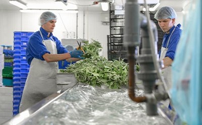 Example of cleaning salad at food processing site as part of HACCP management 