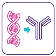 Monoclonal antibody (mAb) based assay packages for cell line development