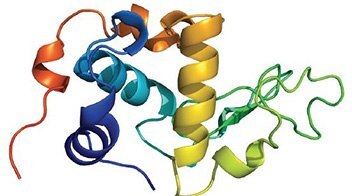 α-Lactalbumin is an important whey protein that regulates the production of lactose in milk and is present in the milk of almost all mammalian species.