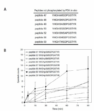  In vitro assays containing peptide variants of YHGHSMSDPGSTYR (PEPscreen, Custom Products). (A) Peptide variants not phosphorylated by PDK. (B) Spectral counts of peptides phosphorylated by AtPDK as a function of reaction time. All values are means ± std of four repeats.