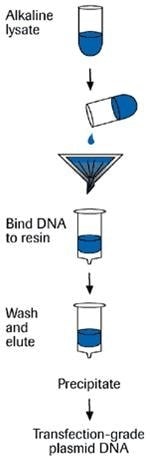 Genopure plasmid purification procedure