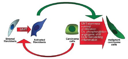 Cancer cells initiate the progression from fibroblast to CAF