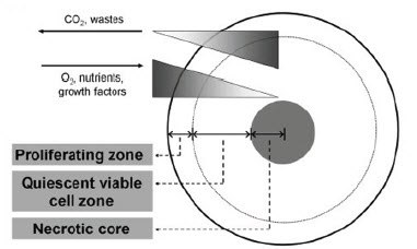 Growth of cells in spheroids results