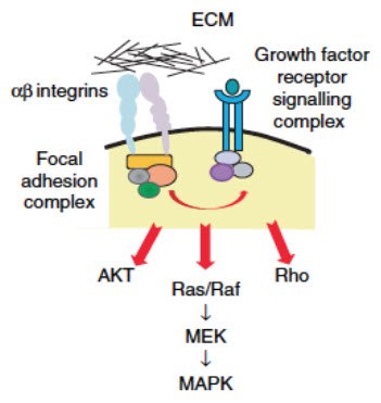 One hypothesis for how ECM controls intracellular signaling