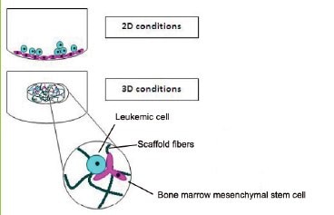 Leukemic 3D cultures