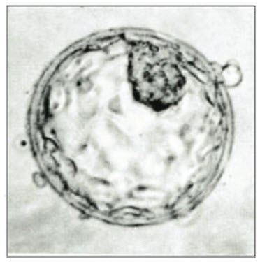 3D Pluripotent Stem Cells