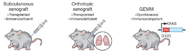 Rodent cancer models