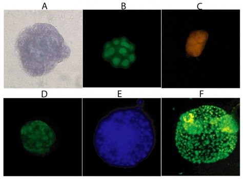 Three-Dimensional Cellular Structures