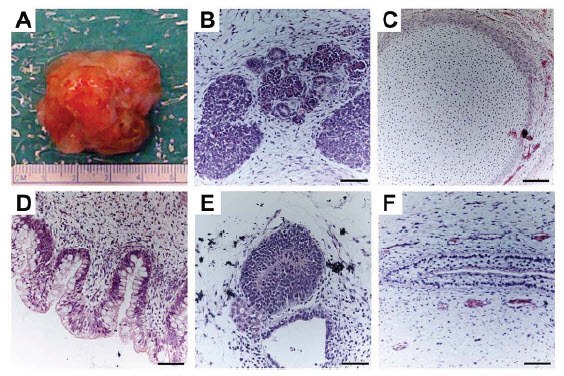 Validating Pluripotency