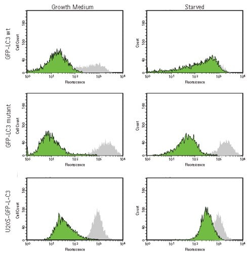 Analysis of GFP-LC3 localization in HUVEC by flow cytometry