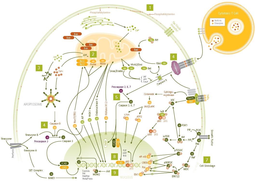 Apoptosis Signaling Pathways