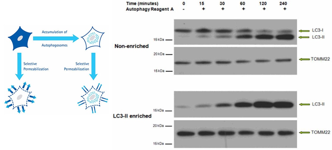 LC3-II Autophagy Enrichment Kits