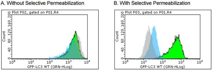 GFP-LC3 stable reporter cell line for detecting the rate of autophagy and for drug screening