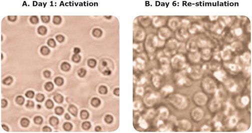 Microscopy images before and after T cell differentiation