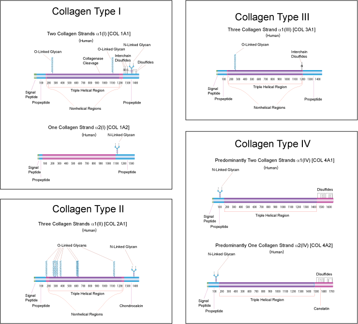 Collagen Type specific diagrams