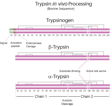 In Vivo Processing (Bovine Sequence)