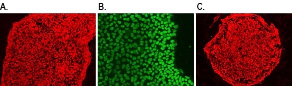 human-ipsc-pluripotency-markers