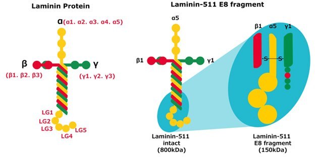 laminin-protein