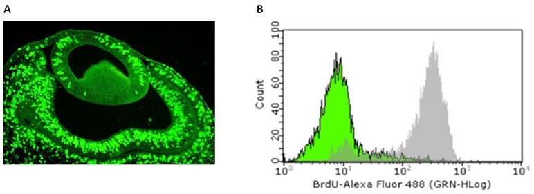 BrdU Cell Proliferation Assays