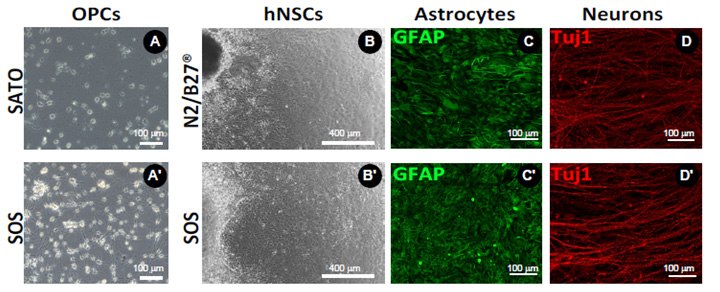 BrightCell™ media preserves normal cell function of OPCs and human neural stem cells