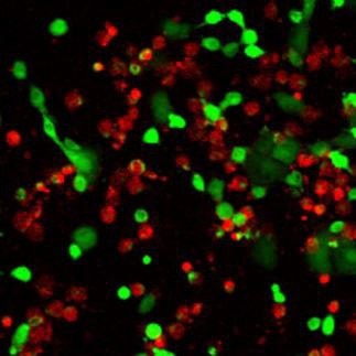 Live/Dead Cell Double Staining