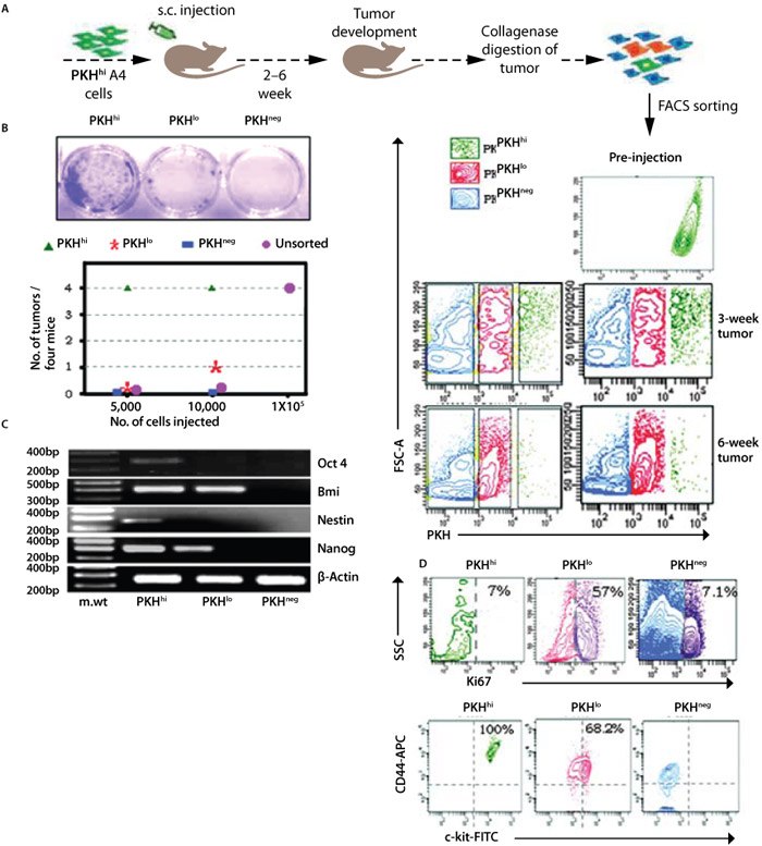 Tracking human ovarian cancer stem cells