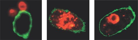 Confocal Assay for Phagocytosis