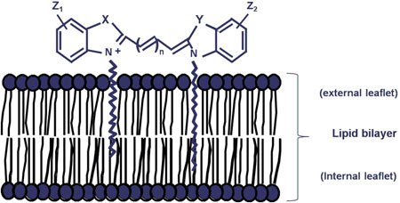 Staining mechanism