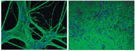 Ultra-Web surfaces are compatible with fluorescent confocal microscopy