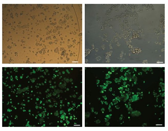 Live/dead staining of long-term cultures of MCF7 cells