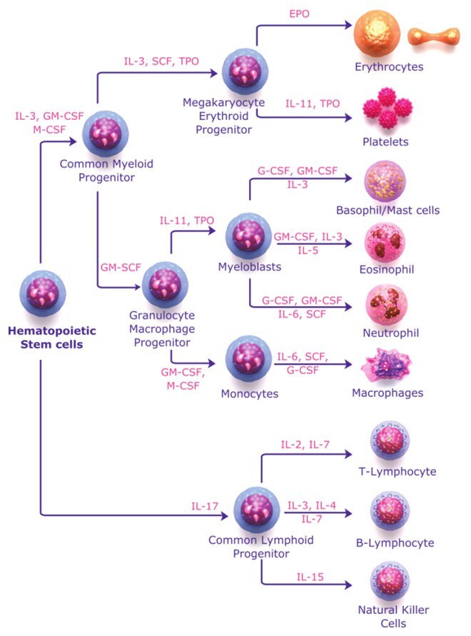 Hematopoietic cytokines in hematopoiesis