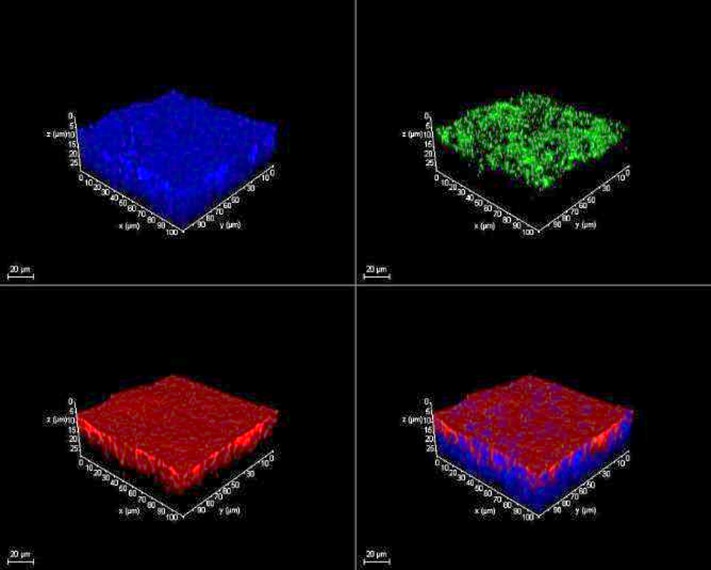 ALI culture of 16HBE14o- human bronchial epithelial cells