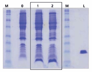 SDS-PAGE cTnC(1-89) cell lysates. M = low molecular weight marker, 0 = uninduced ; 1 = induced minimal media ; 2 = induced minimal media + ISOGRO, L = Lysozyme