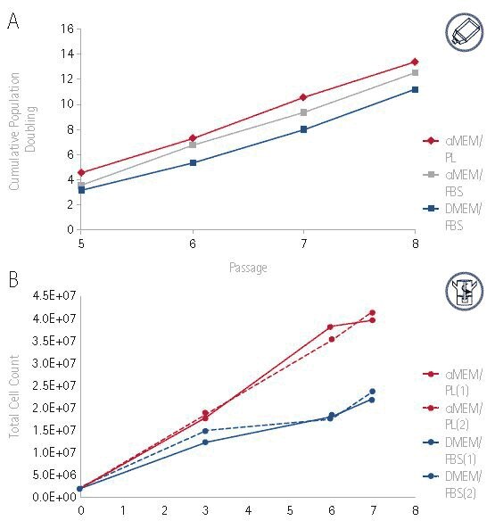 Growth of hMSCs cultured in αMEM supplemented