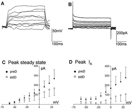 Electrophysiological properties of ReNcell VM