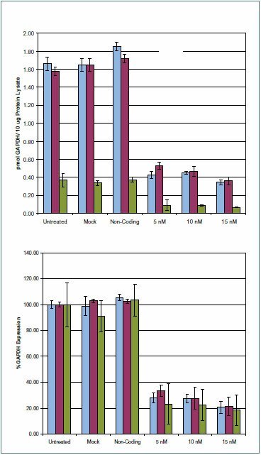 GAPDH protein expression levels from HeLa cell transfections