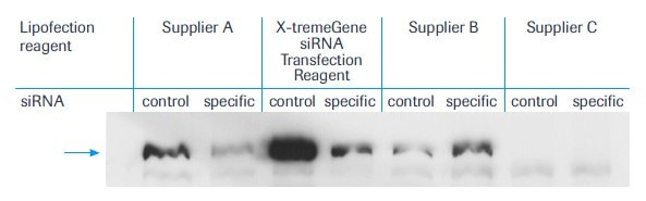 Typical example of an immunoblot