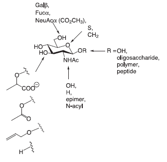 Modifications of GlcNAc employed as acceptors in β(1→4)GalT catalyzed transfer of galactose.