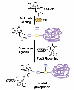 Profiling O-type glycoproteins by metabolic labeling with an azido GalNAc analog (GalNAz) followed by Staudinger ligation with a phosphine probe (FLAG-phosphine).