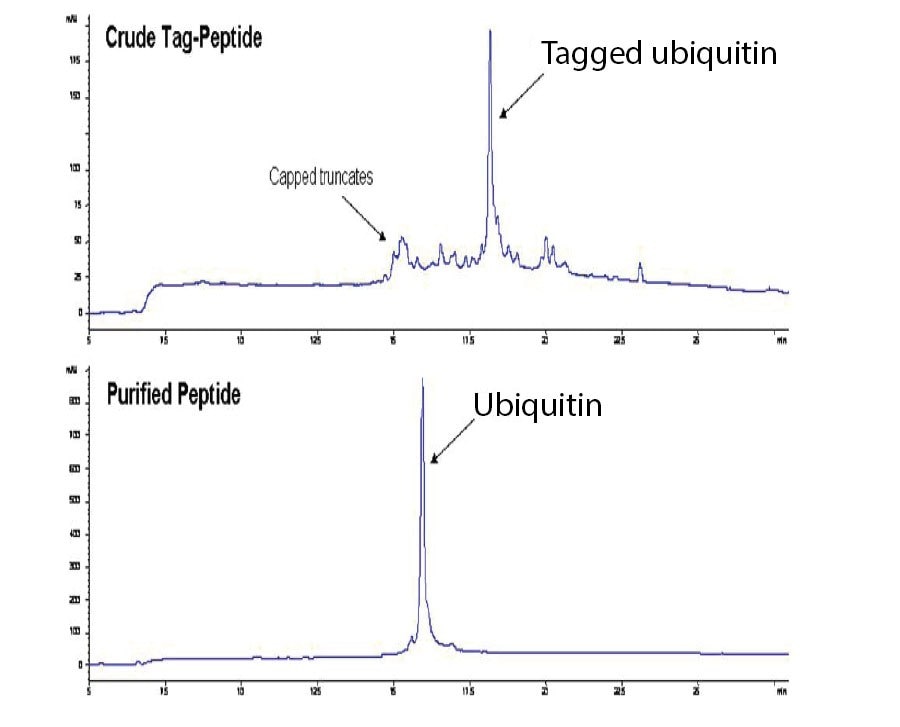 HPLC profiles of ubiquitin before and after IMAC purification