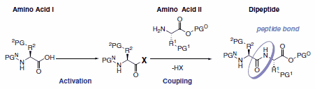 Simplified general mechanism of peptide bond formation.