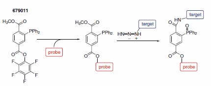 Nontraceless Staudinger ligation