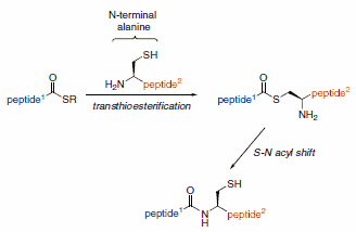 Native Chemical Ligation