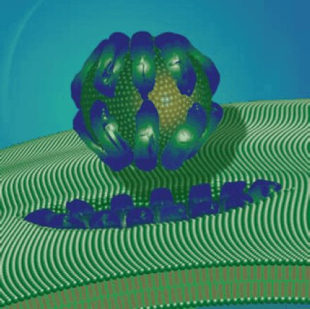 Antimicrobial peptide perturbation of the bacterial cell wall